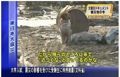 Catastrophe au Japon, un chien veille sur un autre blessé