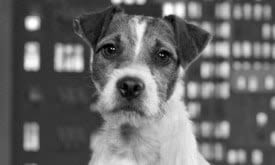 Uggie, le chien de The Artist aux Golden Globes