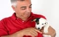 Puce électronique chien et chat, quels risques de migration ?