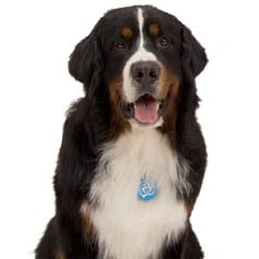 Twitter : après le chat, c&rsquo;est au tour du chien !