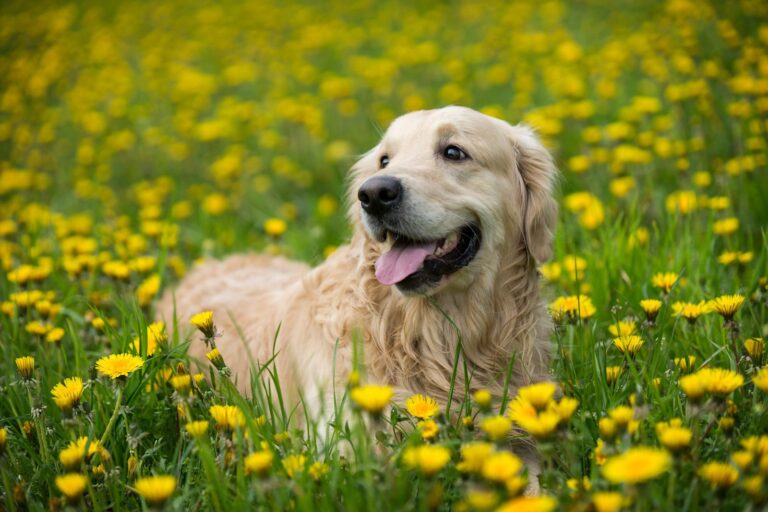 Les allergies printanières chez le chien et chat
