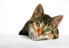 La déprime chez le chat