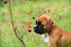 Appâts anti-fourmis : un danger pour le chien et le chat