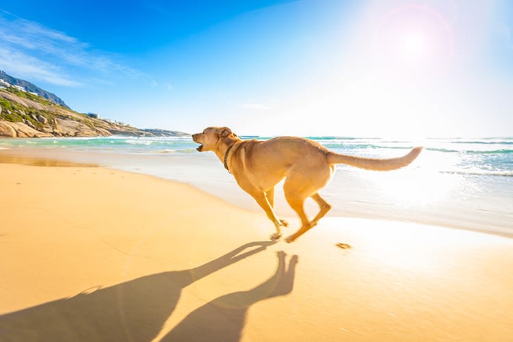 Quelles plages sont autorisées aux chiens en 2018 ?