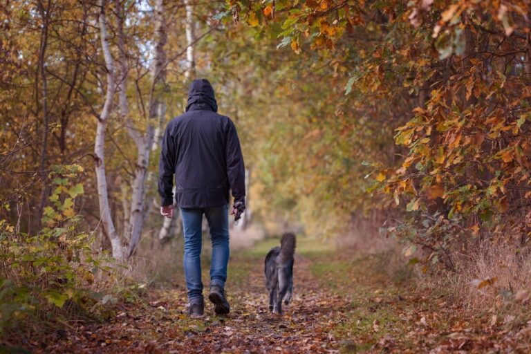 Comment apprendre la marche au pied à son chien