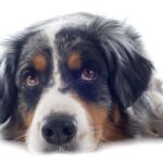 Berger australien (aussie, australian shepherd)
