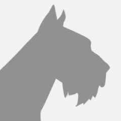 Les otites chez le chien