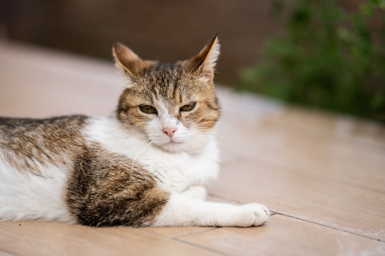 La calicivirose chez le chat : une maladie virale parfois chronique