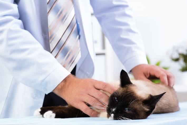 La constipation chez le chat
