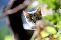 Pour des vacances sans souci avec votre chien ou chat