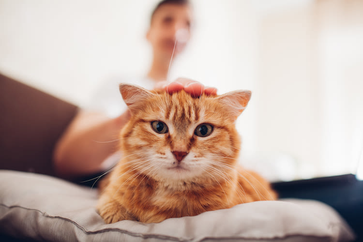 Pourquoi le chat piétine et malaxe ?