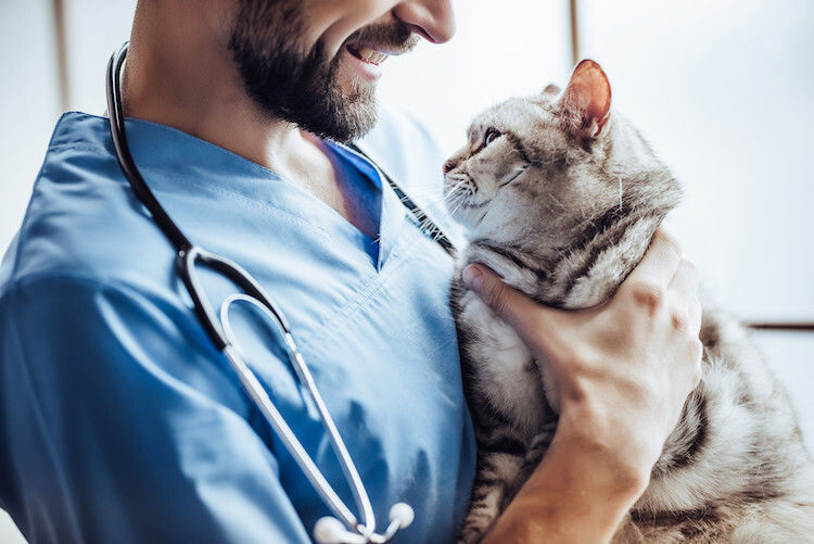 Parasites internes du chat : vers ronds et plats dangereux