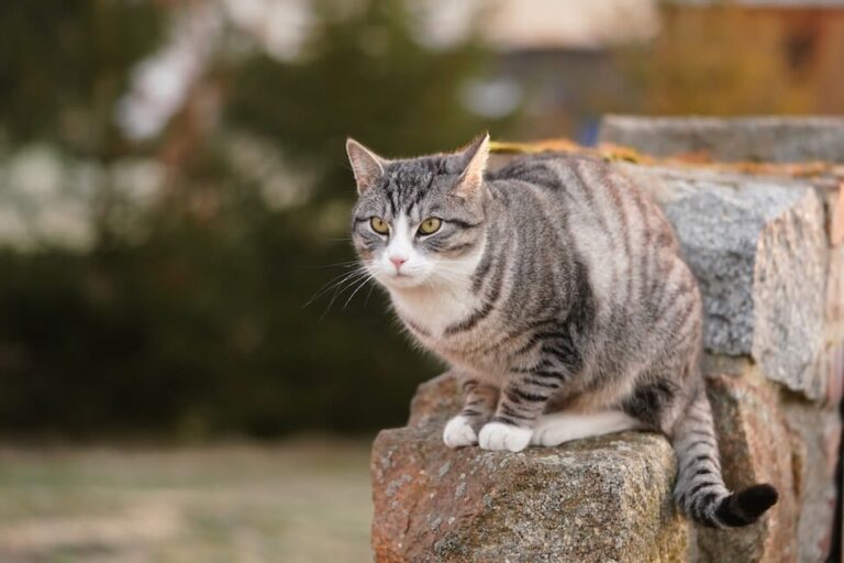 Mijn kat heeft astma, wat nu?