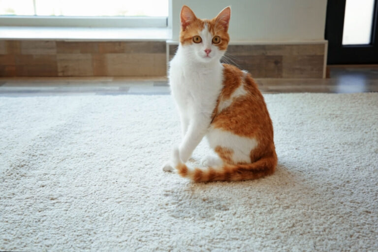 Help! Mijn kat plast in huis