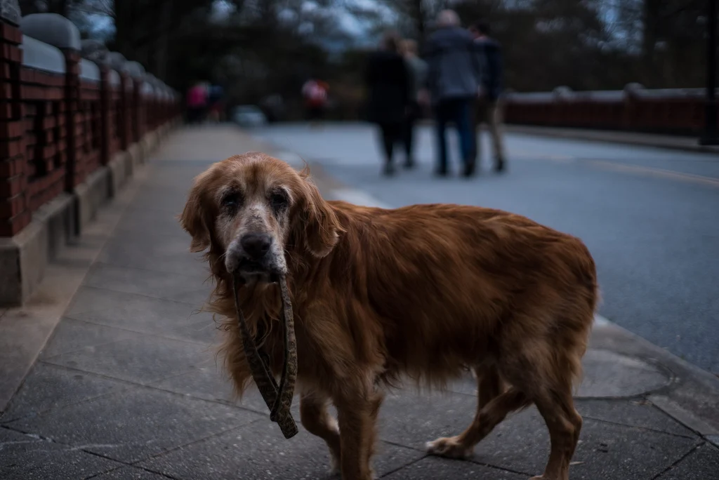 chien age marron tient sa laisse dans sa bouche