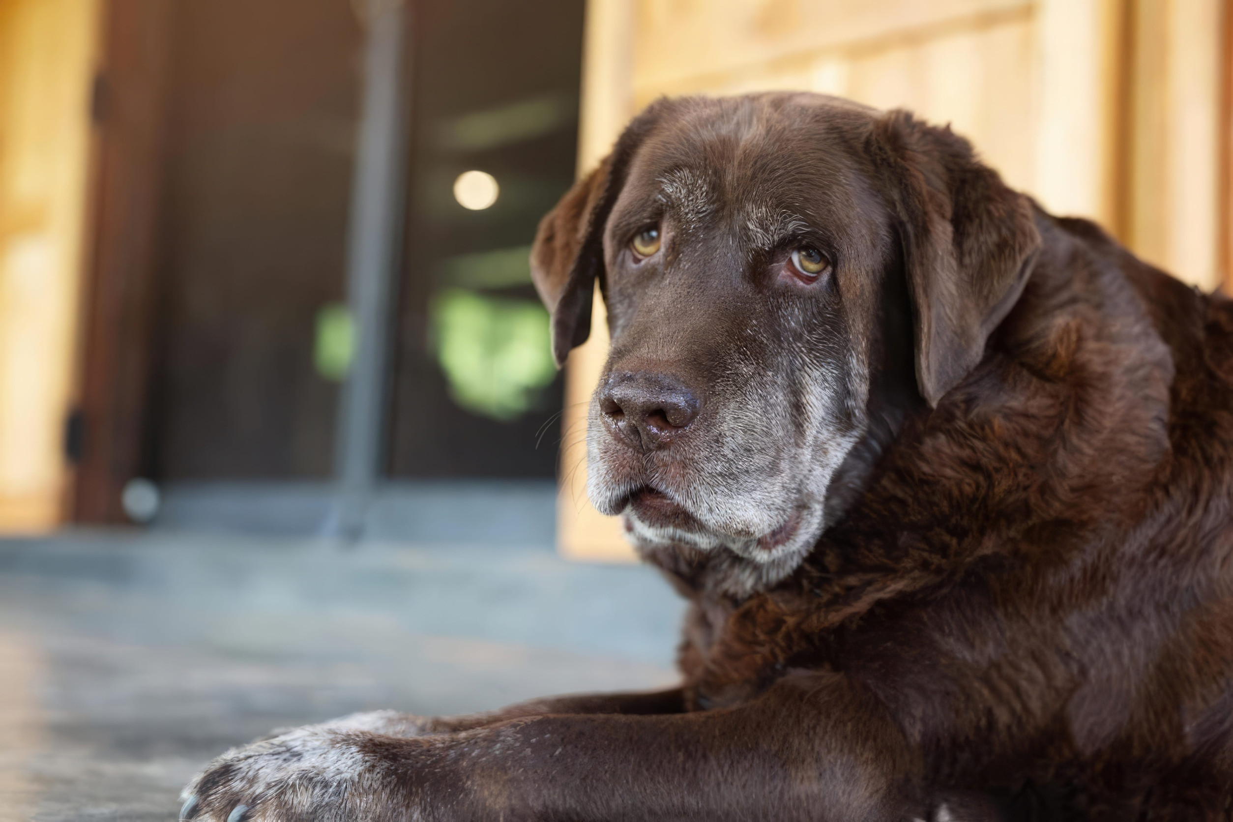 chien age couche en gros plan