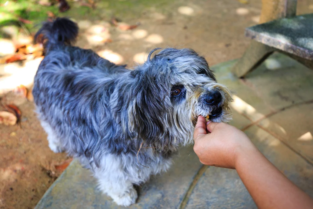 chien âgé gris à poil long 