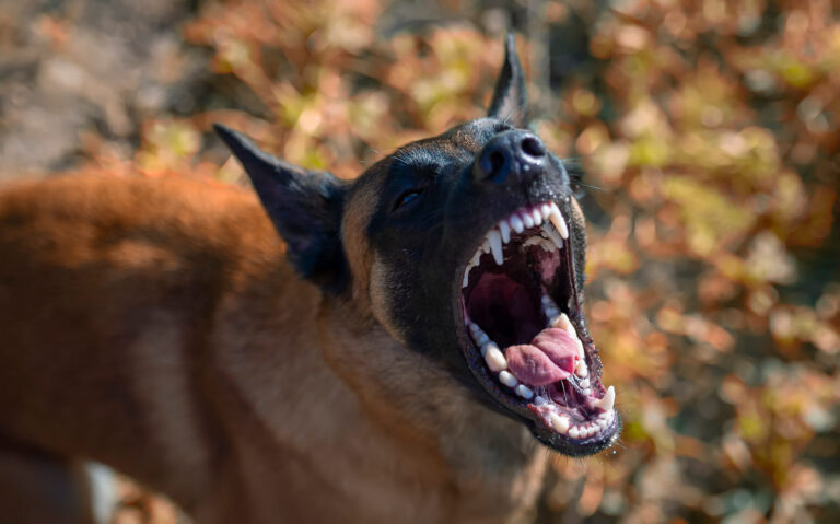 L&rsquo;agressivité chez le chien