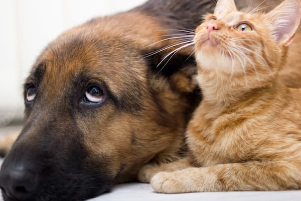 Le coup de blues et la dépression chez le chien et le chat