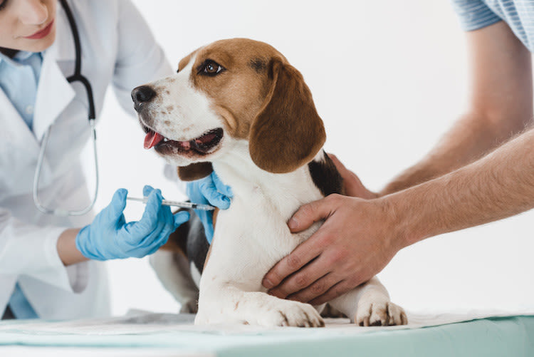 Leishmaniose : une maladie grave chez le chien due à un insecte