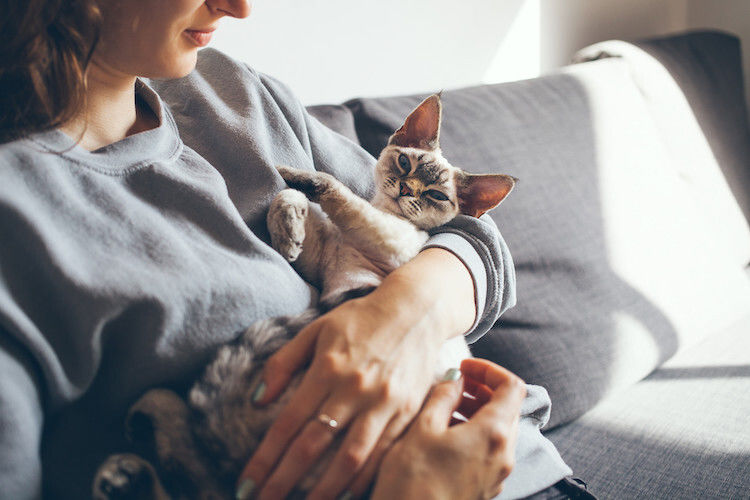 Comment procéder pour éduquer un chat ?
