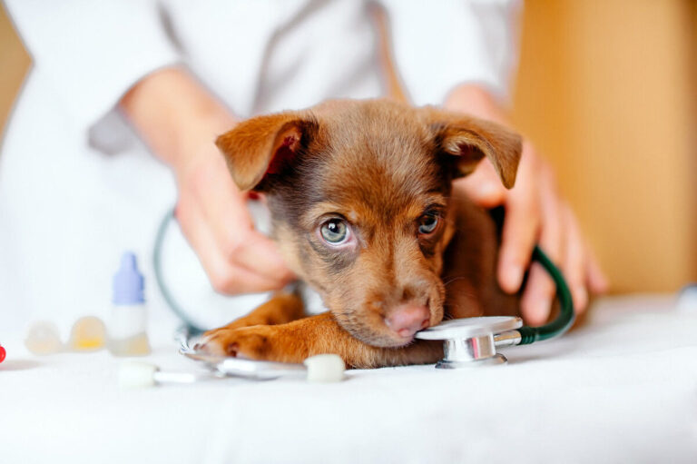 Vers du chien : quelle prévention et comment traiter ?