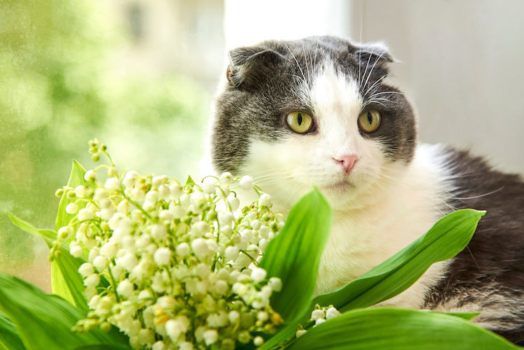 Muguet : une plante toxique pour les chiens et chats