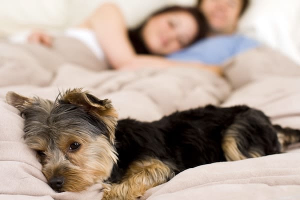 Dormir avec son chien ou chat comporte-t-il des risques ?