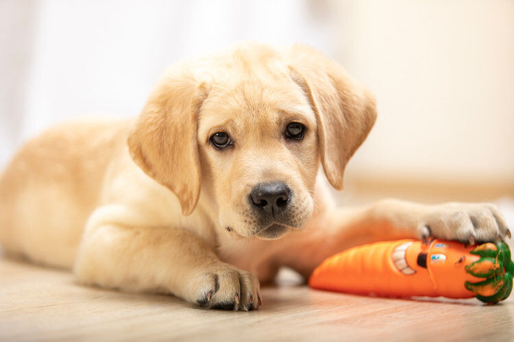 Éducation d’un chien : les règles à connaître