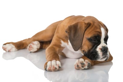 hond