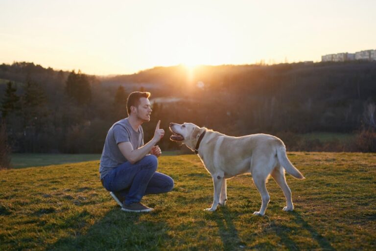 Apprendre des tours à son chien : 5 idées faciles