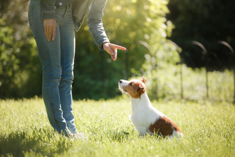Hoe kun je jouw hond commando’s leren?