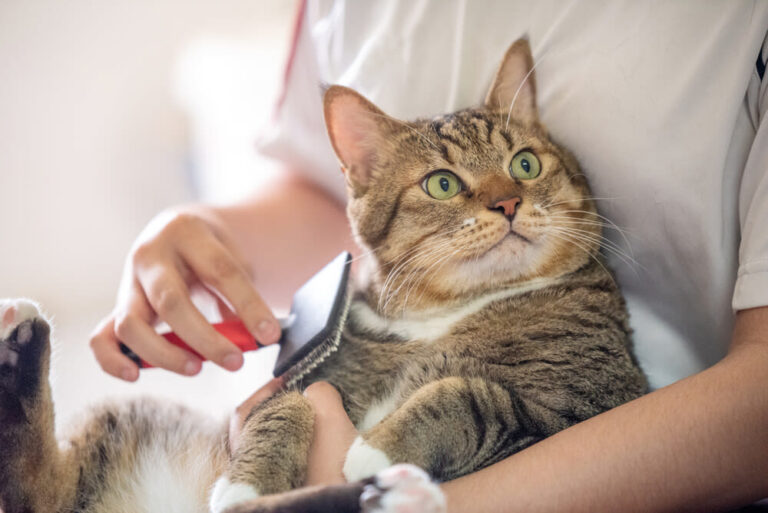 Kattenoppas tijdens je vakantie