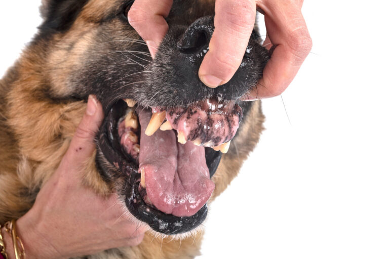 La mauvaise haleine chez le chien