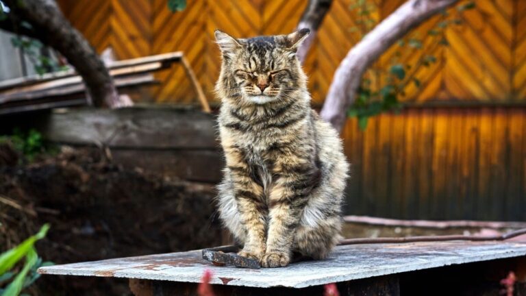 De oudste kat ter wereld