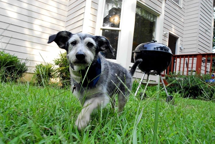 Rechauffement climatique et impact sur les chiens et chats