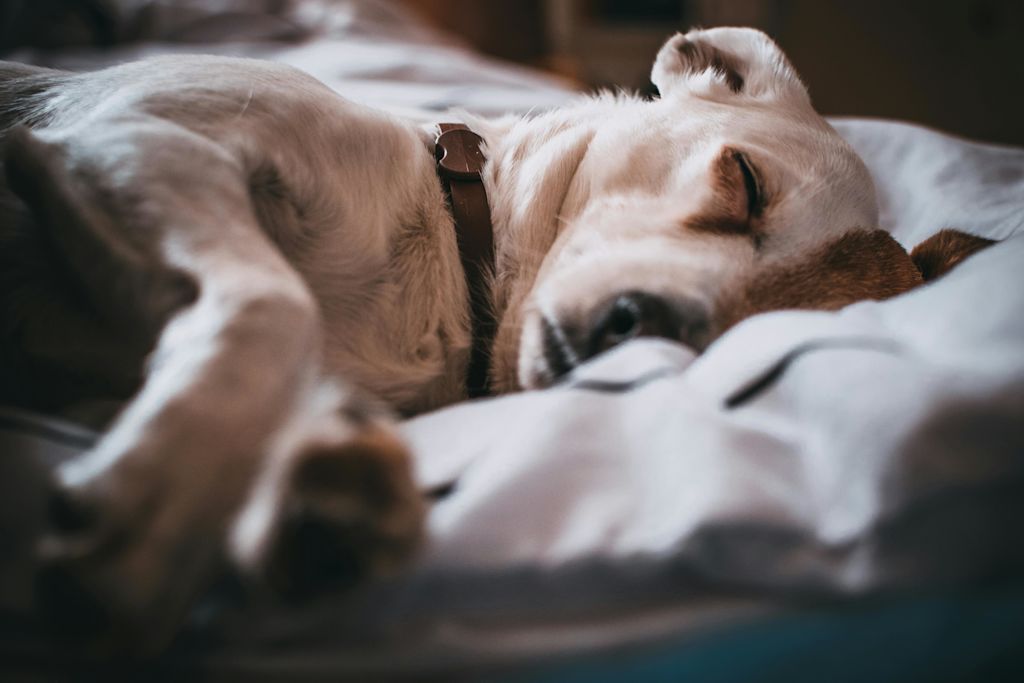 diarrh&eacute;e chien
