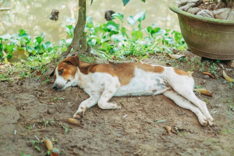 Les crises épilepsie chez le chien