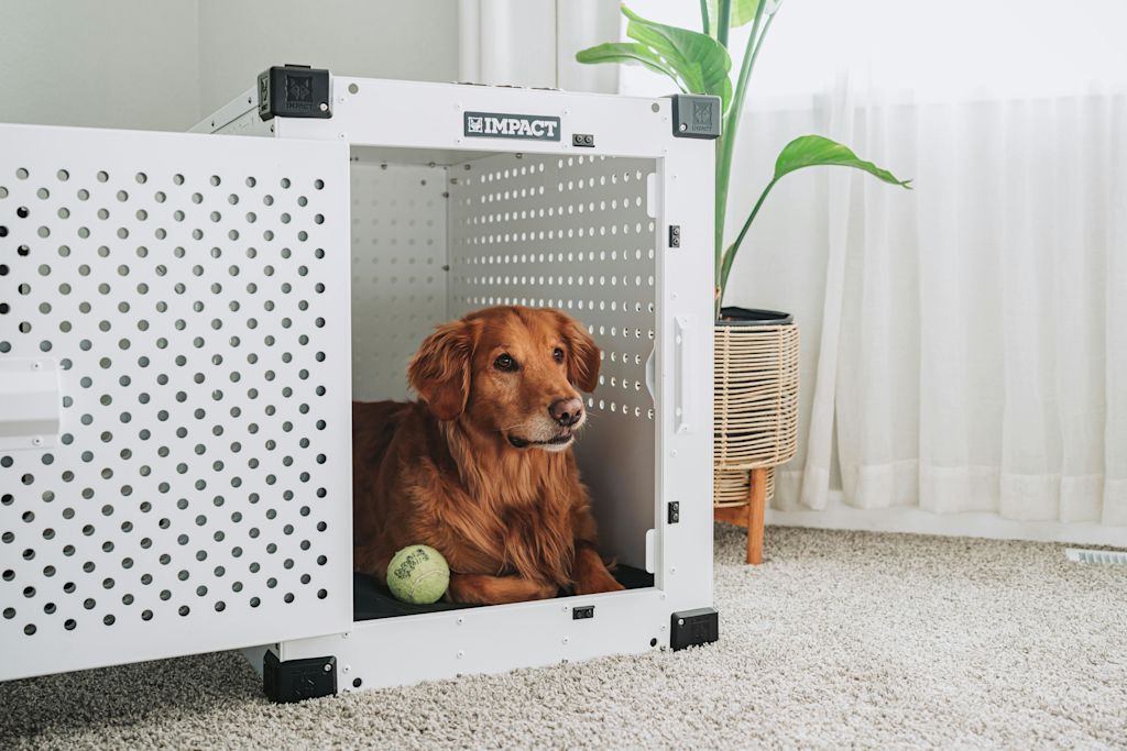 chien dans sa caisse de transport