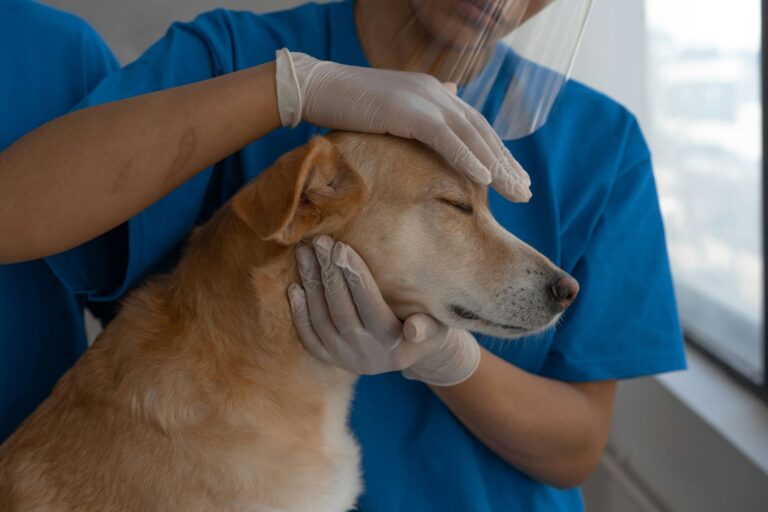 La diarrhée chez le chien : est-ce grave et que faire ?