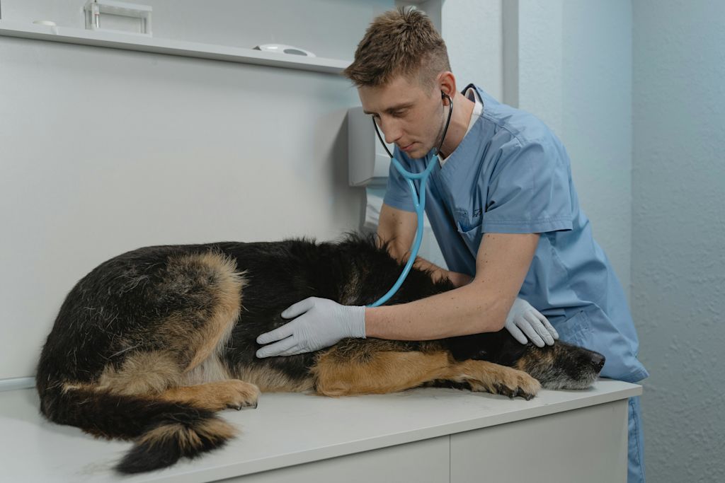 Chien chez le v&eacute;to
