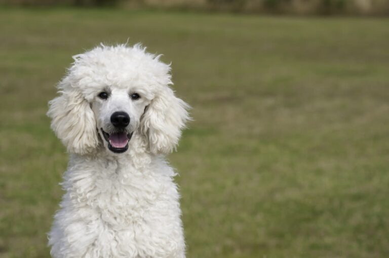 L&rsquo;espérance de vie des chiens dépend de leur taille…