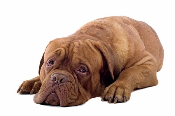 IRM en santé animale : quel intérêt pour le chien et le chat ?