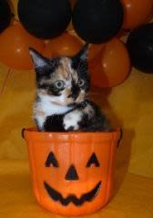 Halloween : une nuit dangereuse pour les chats et chiens