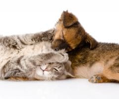 Vers du chien et chat : comment bien vermifuger son animal