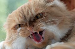 Morsures de chat : les maîtres déprimés premières victimes