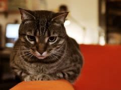 La gastro-entérite chez le chien et chat