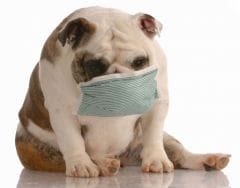 Pollution : quelles conséquences pour le chien et chat