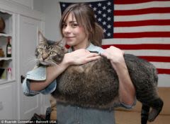 Pickles : un chat de 9,5 kilos et 1 mètre de long