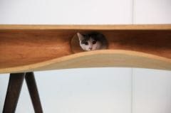 Les chats… à table !